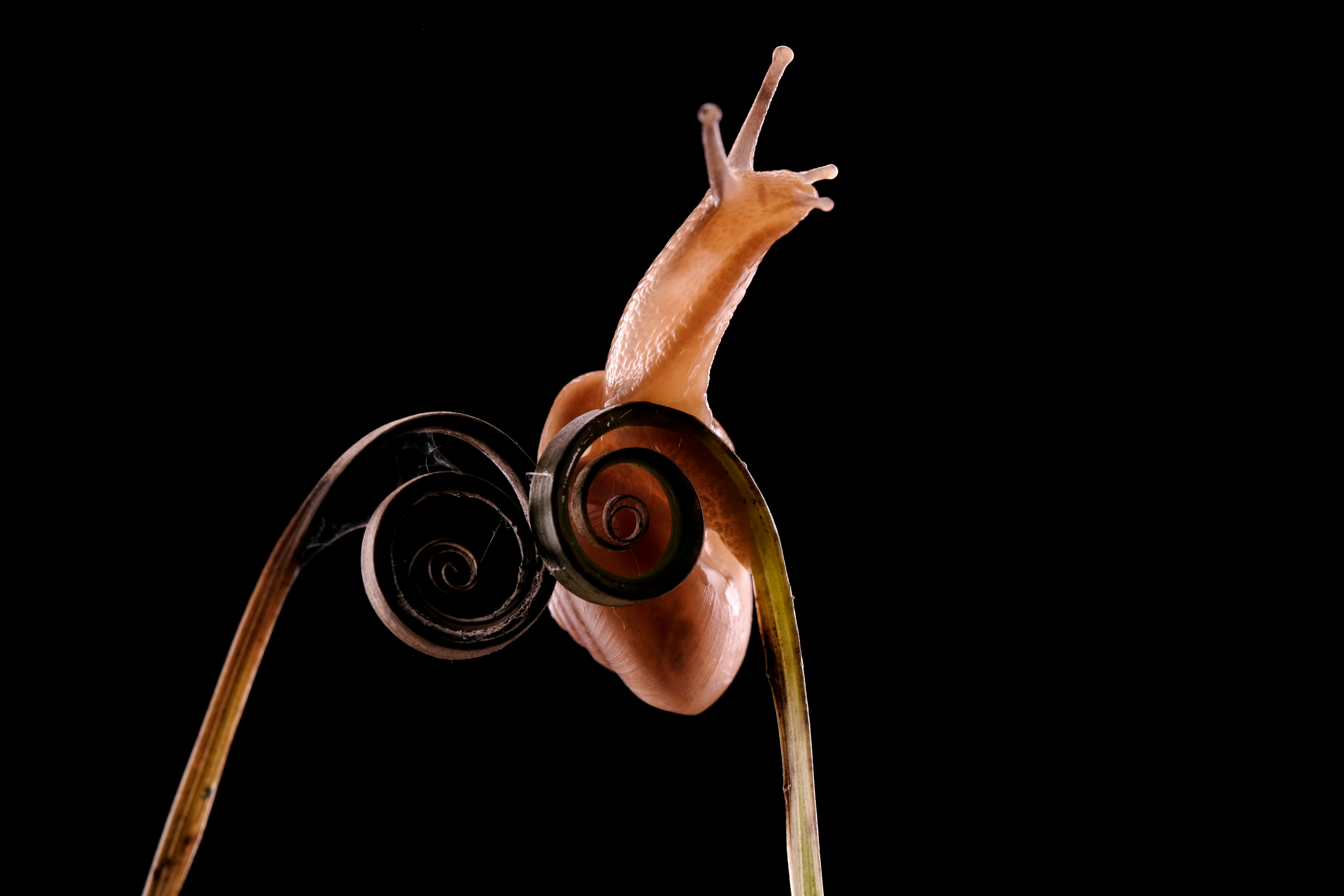 Gratis Siput Elegan Bertengger Di Daun Pakis Foto Stok