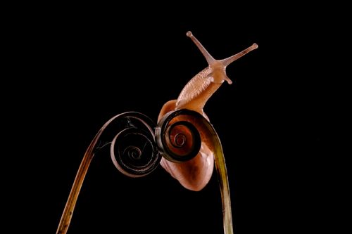Free Macro shot of a snail climbing a spiraled plant stem against a black background. Stock Photo