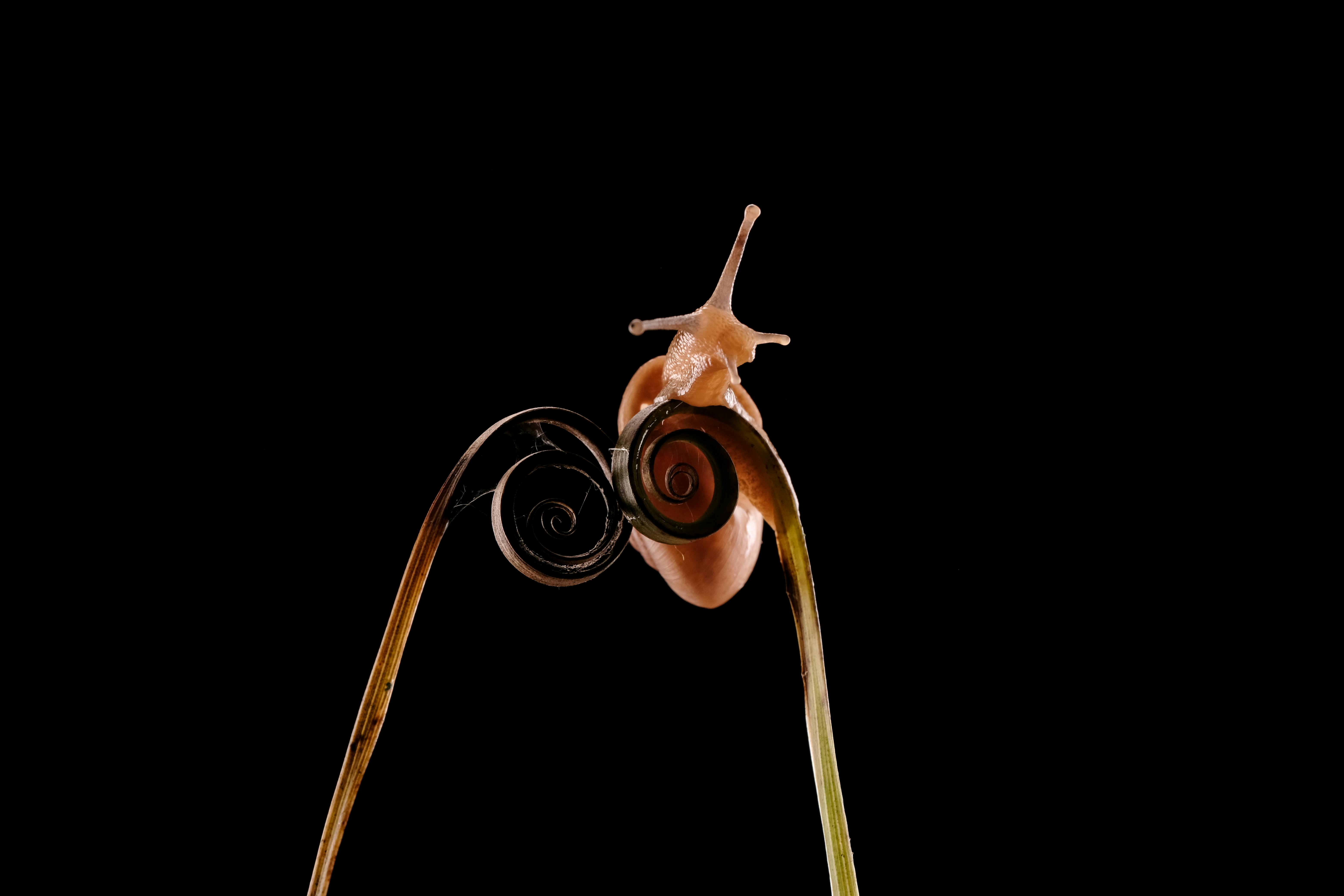 Kostenlos Nahaufnahme einer Schnecke, die auf einer Spiralranke vor schwarzem Hintergrund sitzt. Stock-Foto