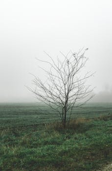 雾气缭绕的田野中，一棵光秃秃的树矗立在乡村场景里