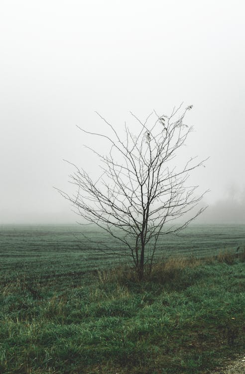 Фотография голого дерева на траве