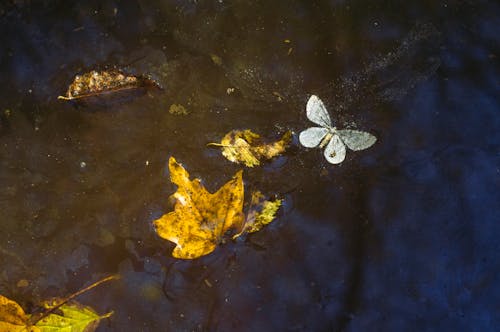 水域の白い蝶
