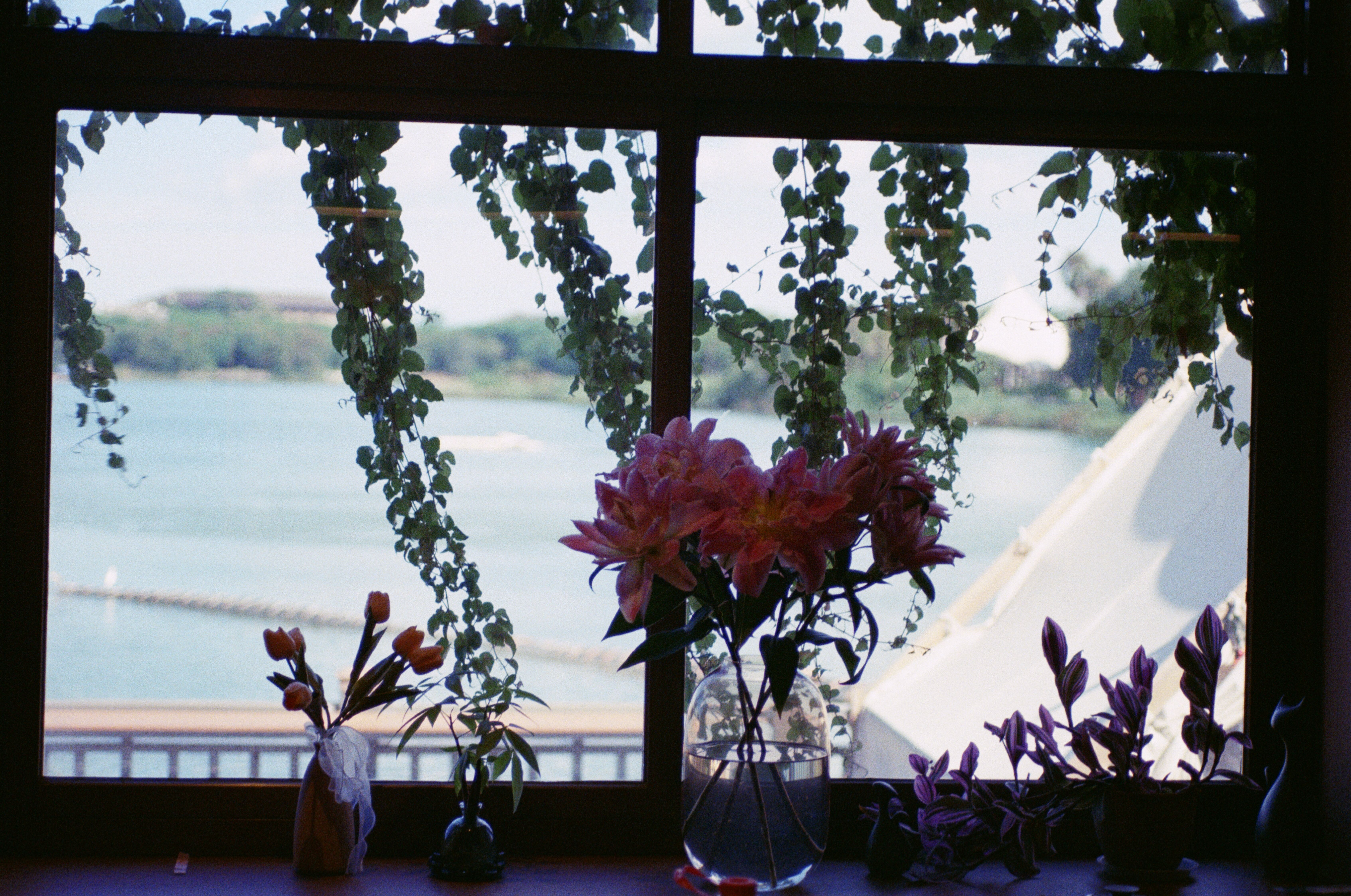 Scenic Window View with Floral Silhouettes · Free Stock Photo