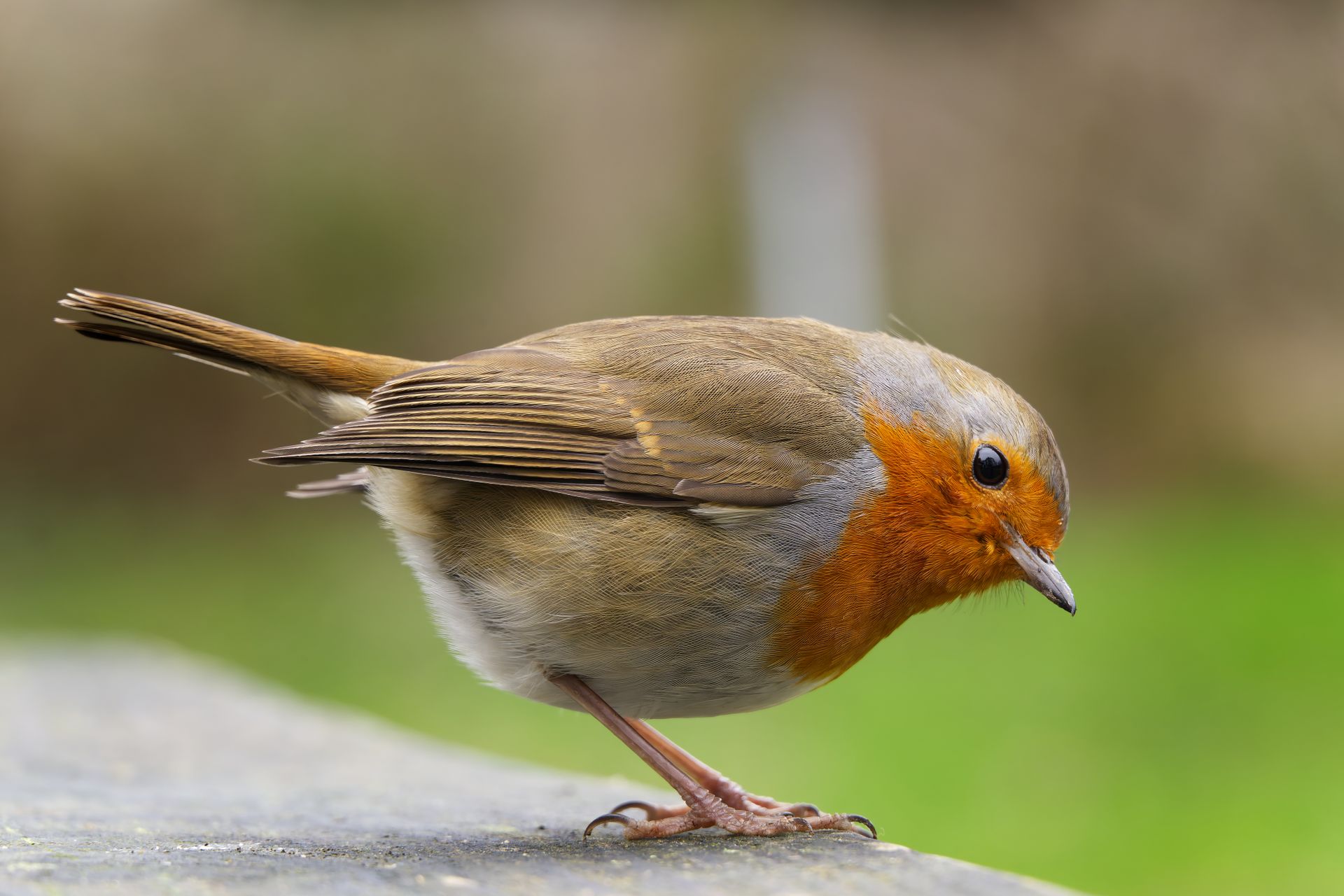 A detailed closeup of a European robin with vibrant plumage in a winter setting.