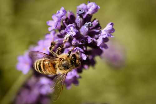 Free Macro shot of a honeybee collecting nectar from a vibrant lavender flower in spring. Stock Photo