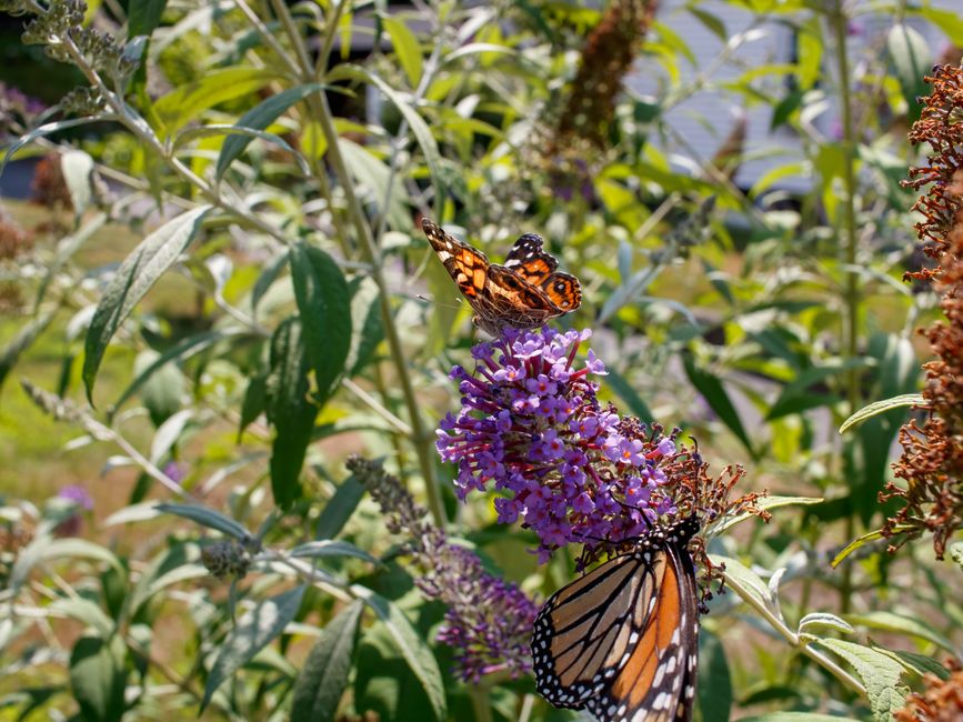 Two colorful butterflies perched on vibrant purple flowers in a lush garden setting.