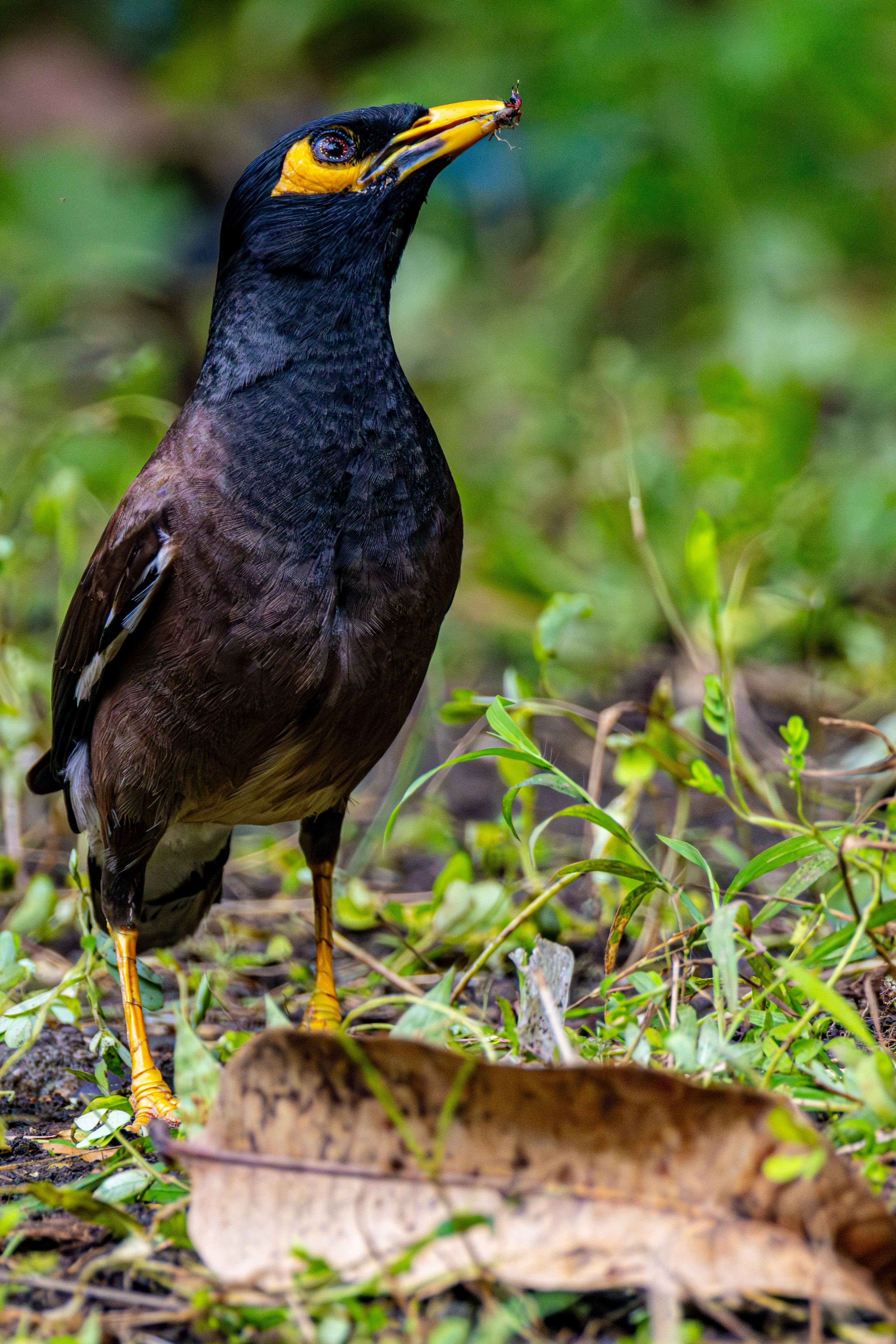 A close-up of a Common Mynah bird on a lush green ground, showcasing its vivid colors.