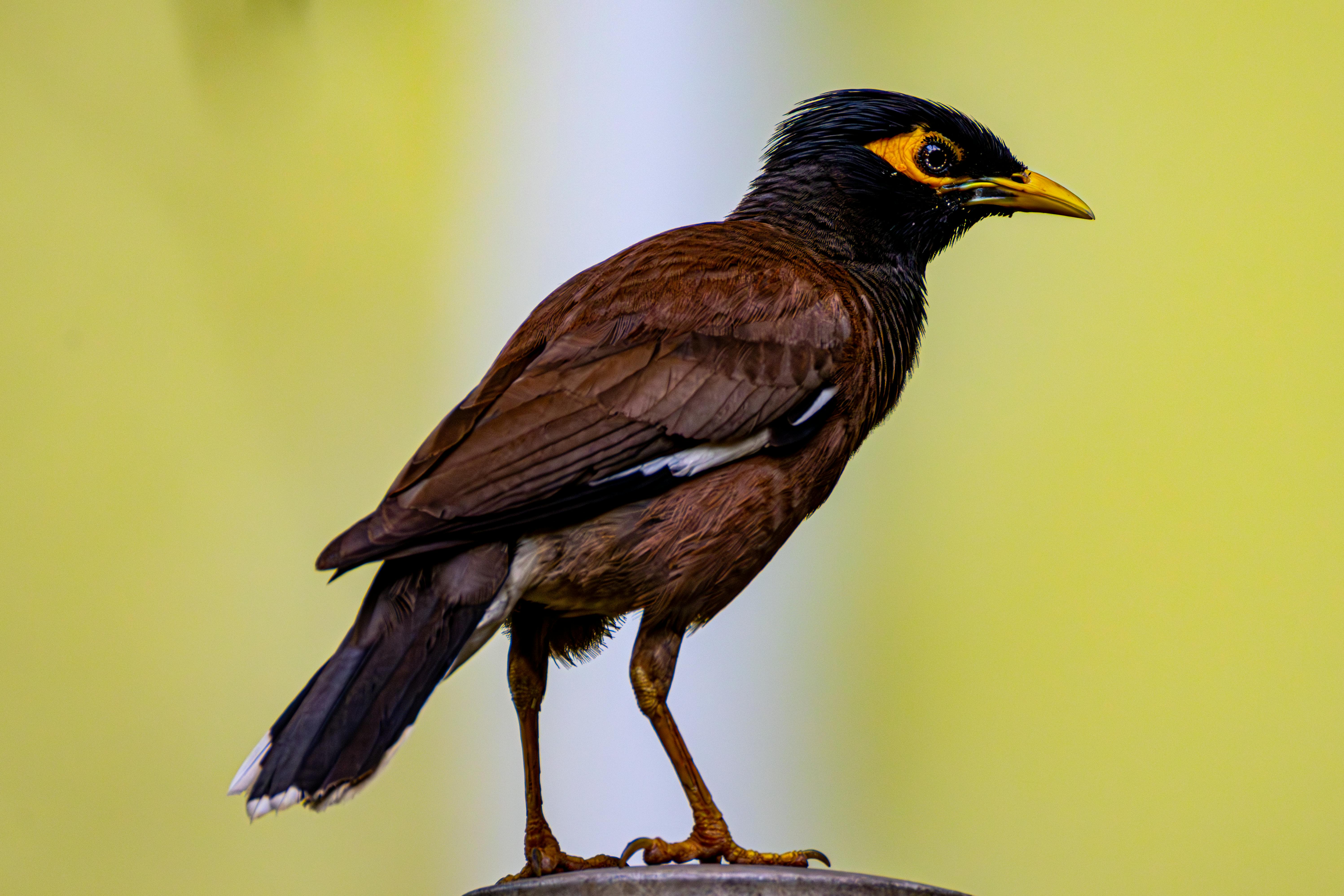 Detailed image of a Common Myna perched on a branch against a soft background.