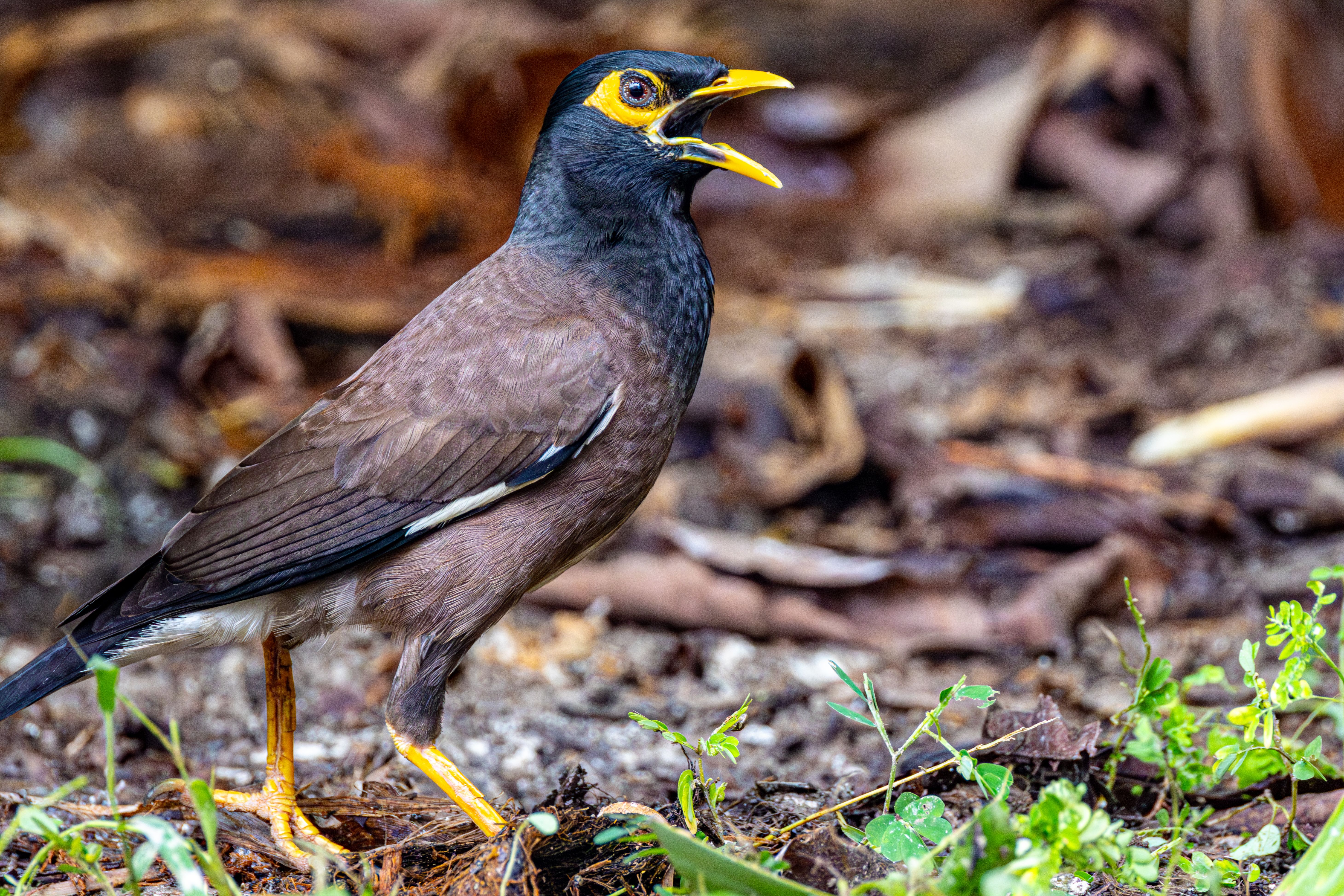 Indian Myna Bird in Natural Habitat · Free Stock Photo