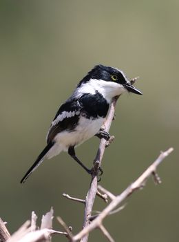 Close-up of Chinspot Batis (Batis molitor) perched on a branch in a natural setting.