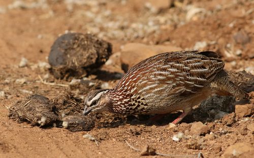 Free A Crested Francolin (Dendroperdix sephaena) foraging in the wild in South Africa. Stock Photo
