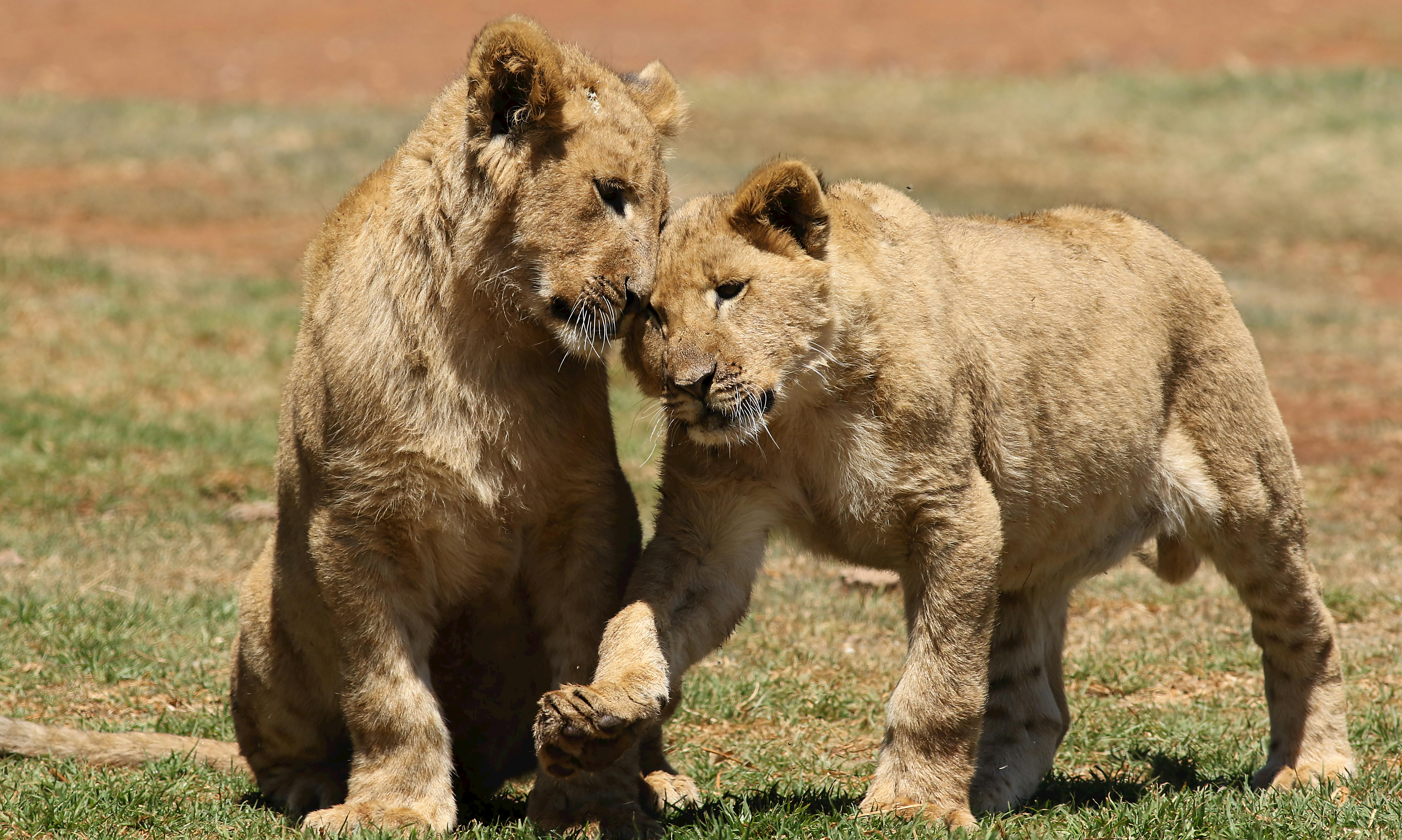 Adorable young African lion cubs playing together in a grassy field in natural outdoor setting.