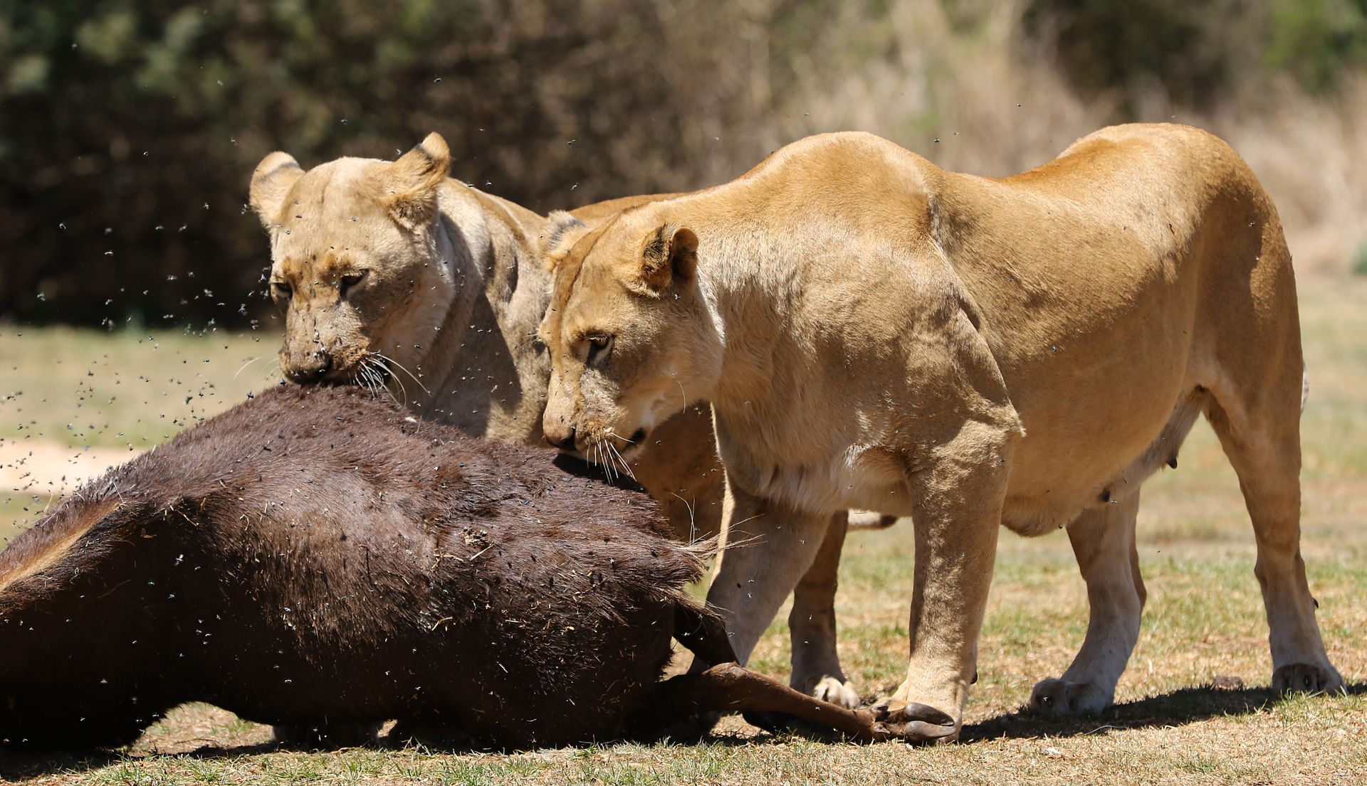 Two lions feeding on prey in a natural African landscape, showcasing wildlife behavior.