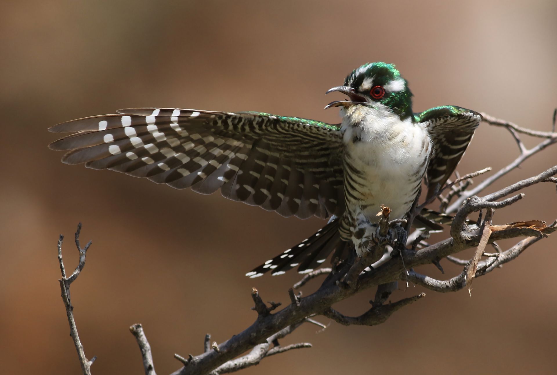 Colorful Diederik Cuckoo (Chrysococcyx caprius) showcases wings on a dry branch outdoors.
