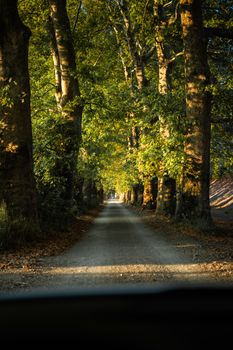 Idyllic forest pathway flanked by towering trees, basking in warm autumn sunlight.