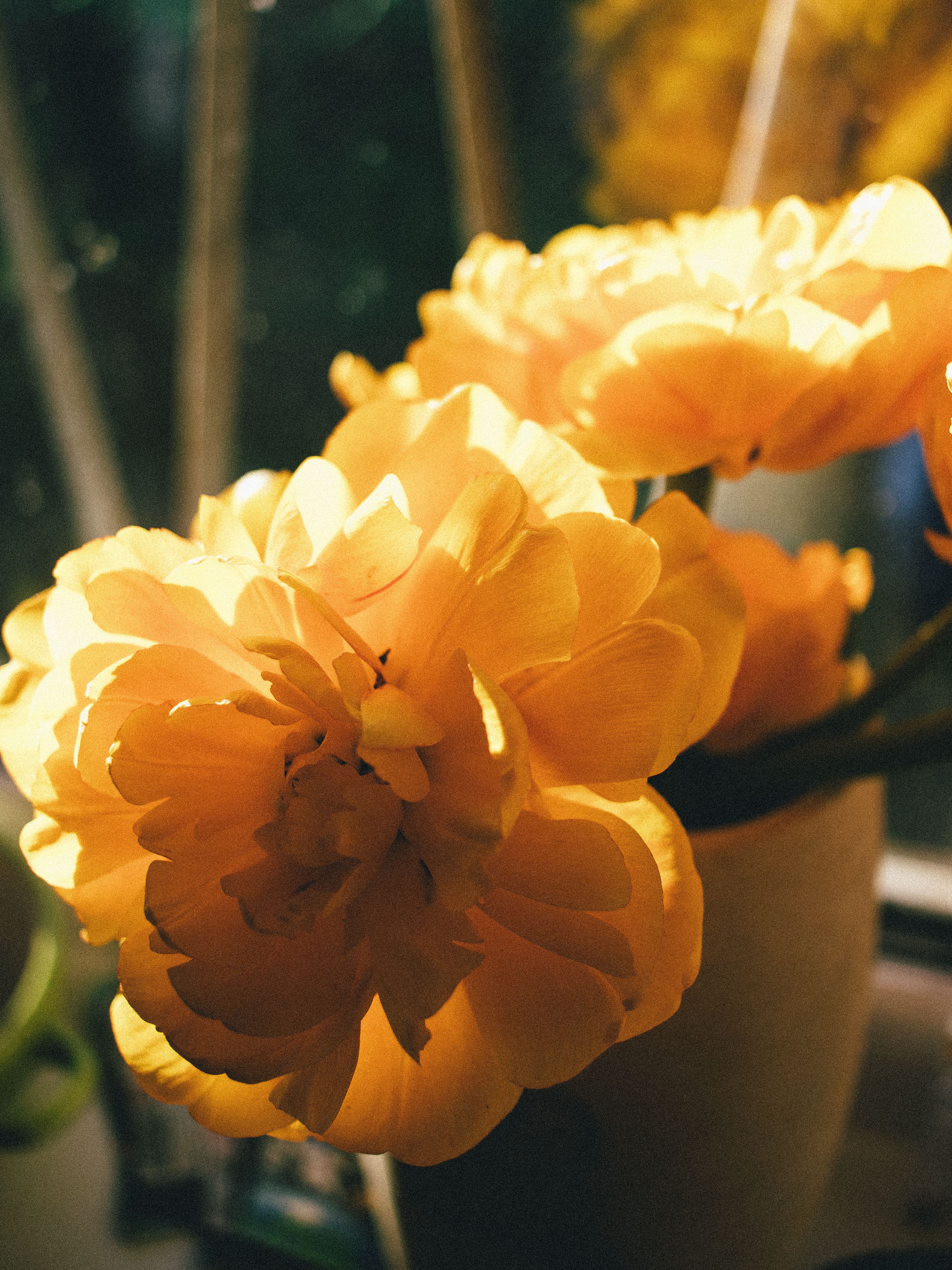 [ColoSach]-bright-yellow-ranunculus-flowers-in-a-vase-with-warm,-natural-light-highlighting-their-petals.