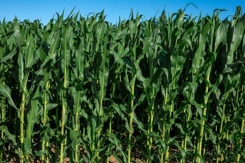Free Vibrant green cornfield stretching under a clear blue sky in rural France, showcasing agricultural beauty. Stock Photo