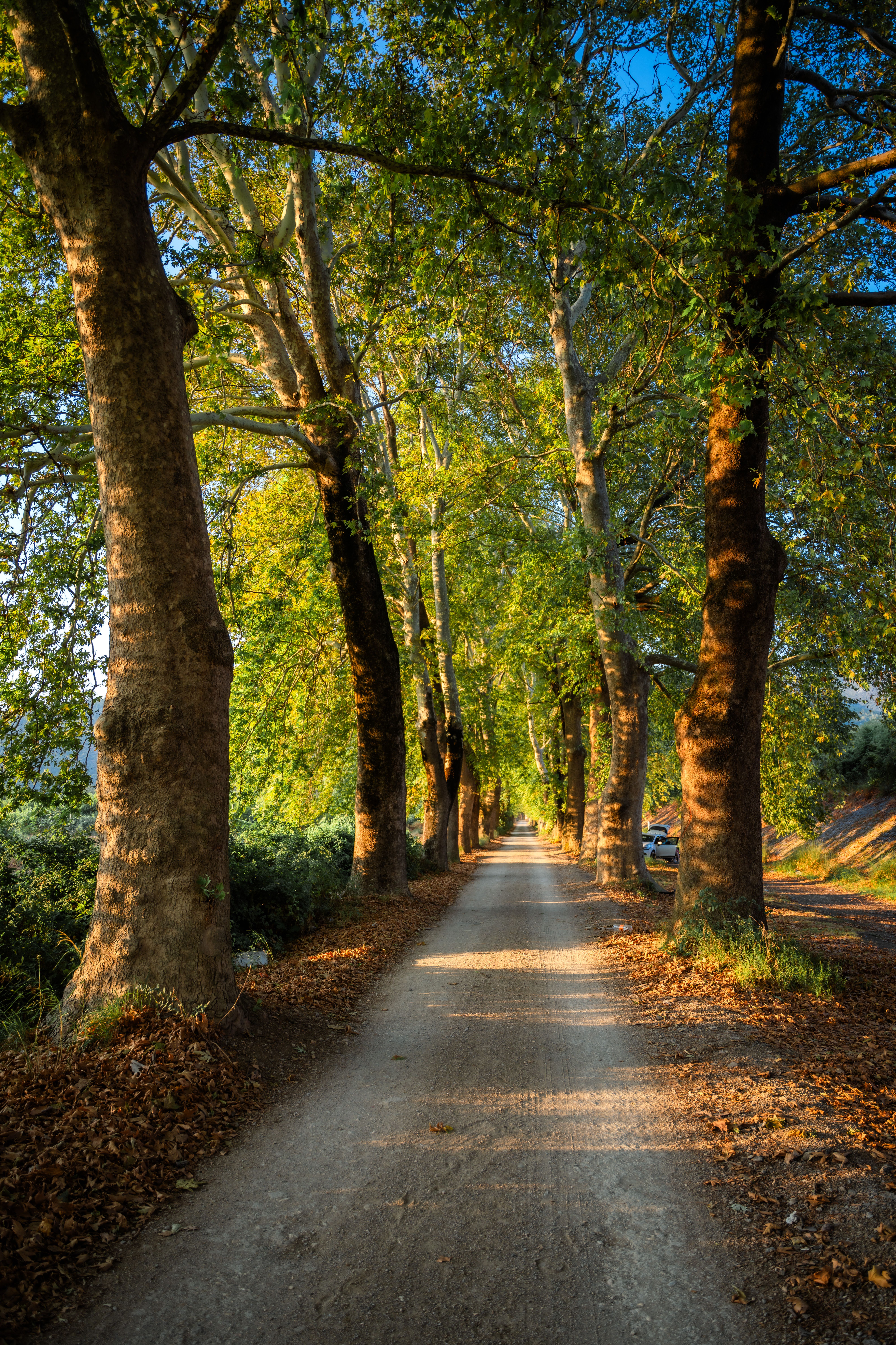 Scenic Tree-Lined Pathway in Morning Light · Free Stock Photo
