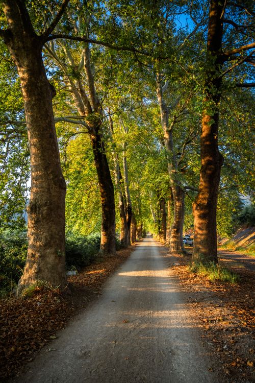 Tree Path Scenes Scenic Tree-Lined Pathway in Morning Light · Free Stock Photo
