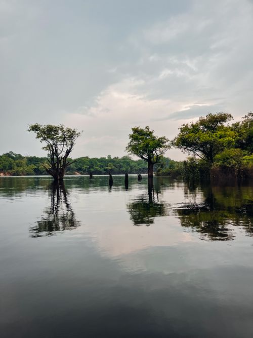 Free Tranquil scene of trees reflecting on a serene Amazon River surface. Stock Photo