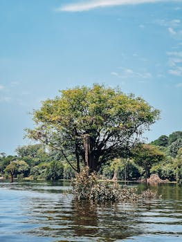 Serene view of an isolated tree in the Amazon River, Brazil under a clear sky.