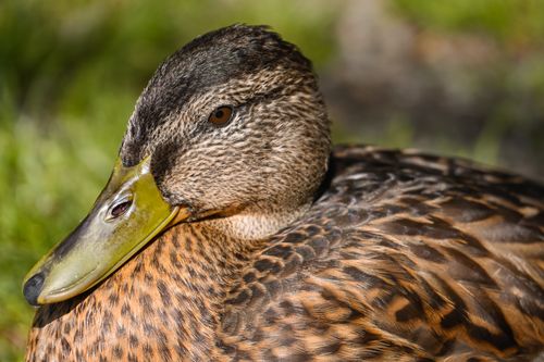 Free Detailed close-up of a female mallard with vibrant feathers resting outdoors. Stock Photo
