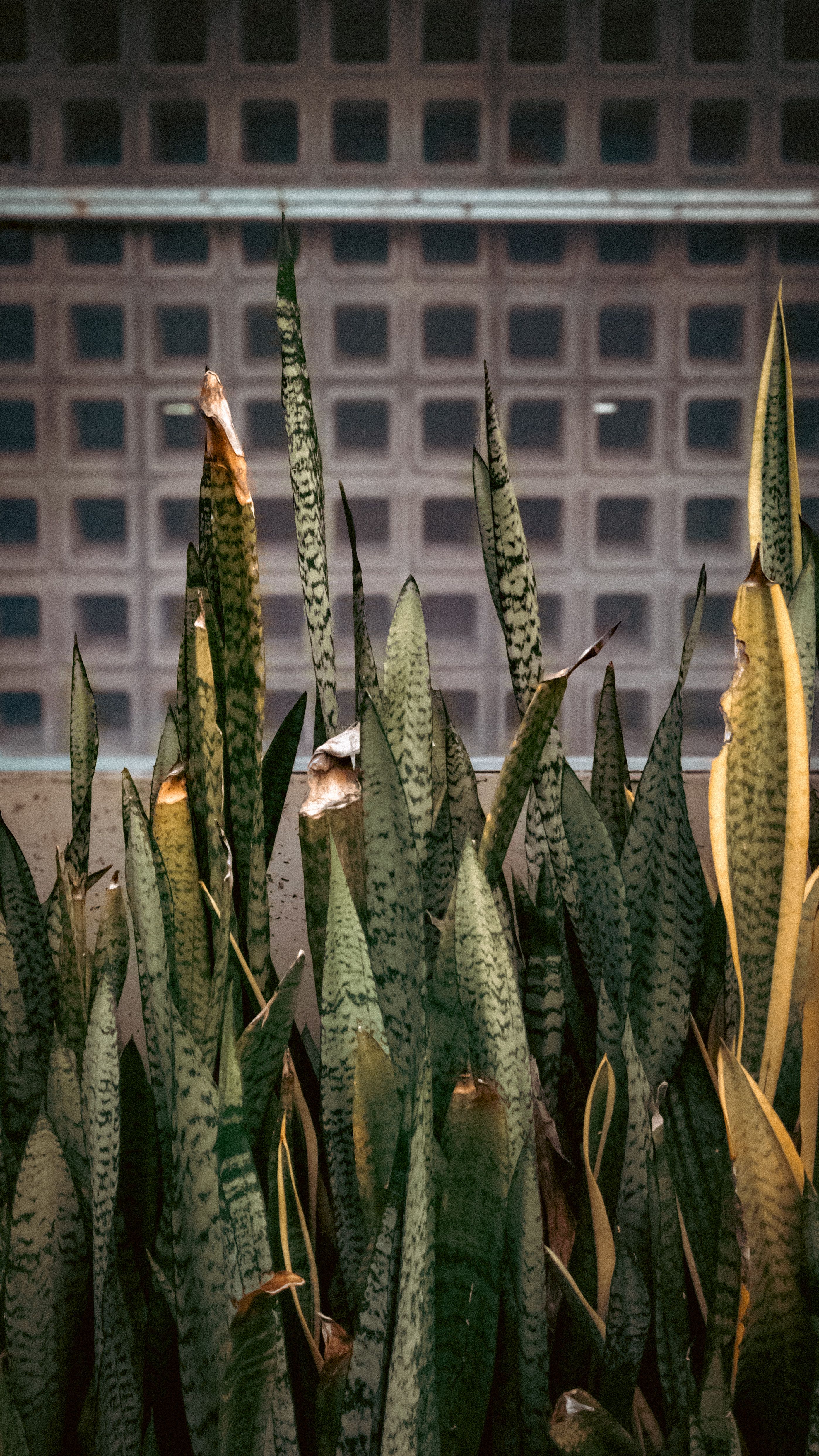 Indoor Snake Plant Arrangement Against Tiled Wall  Free Stock Photo