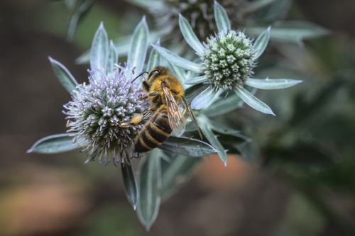 Free Detailed macro shot of a honeybee collecting pollen from a vibrant thistle flower, emphasizing pollination. Stock Photo