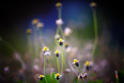 Witte En Gele Bloemen