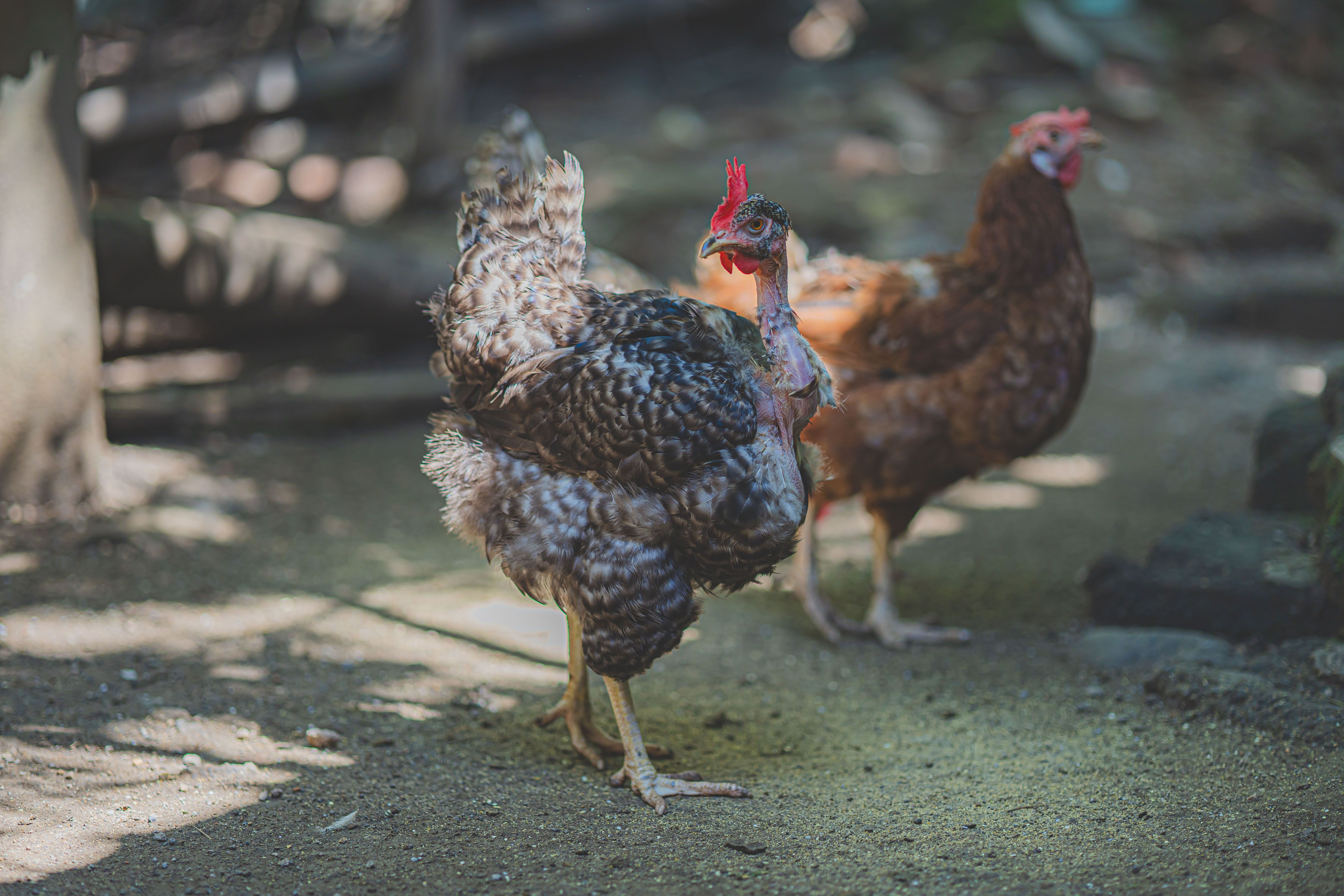 Photo Of Chicken · Free Stock Photo