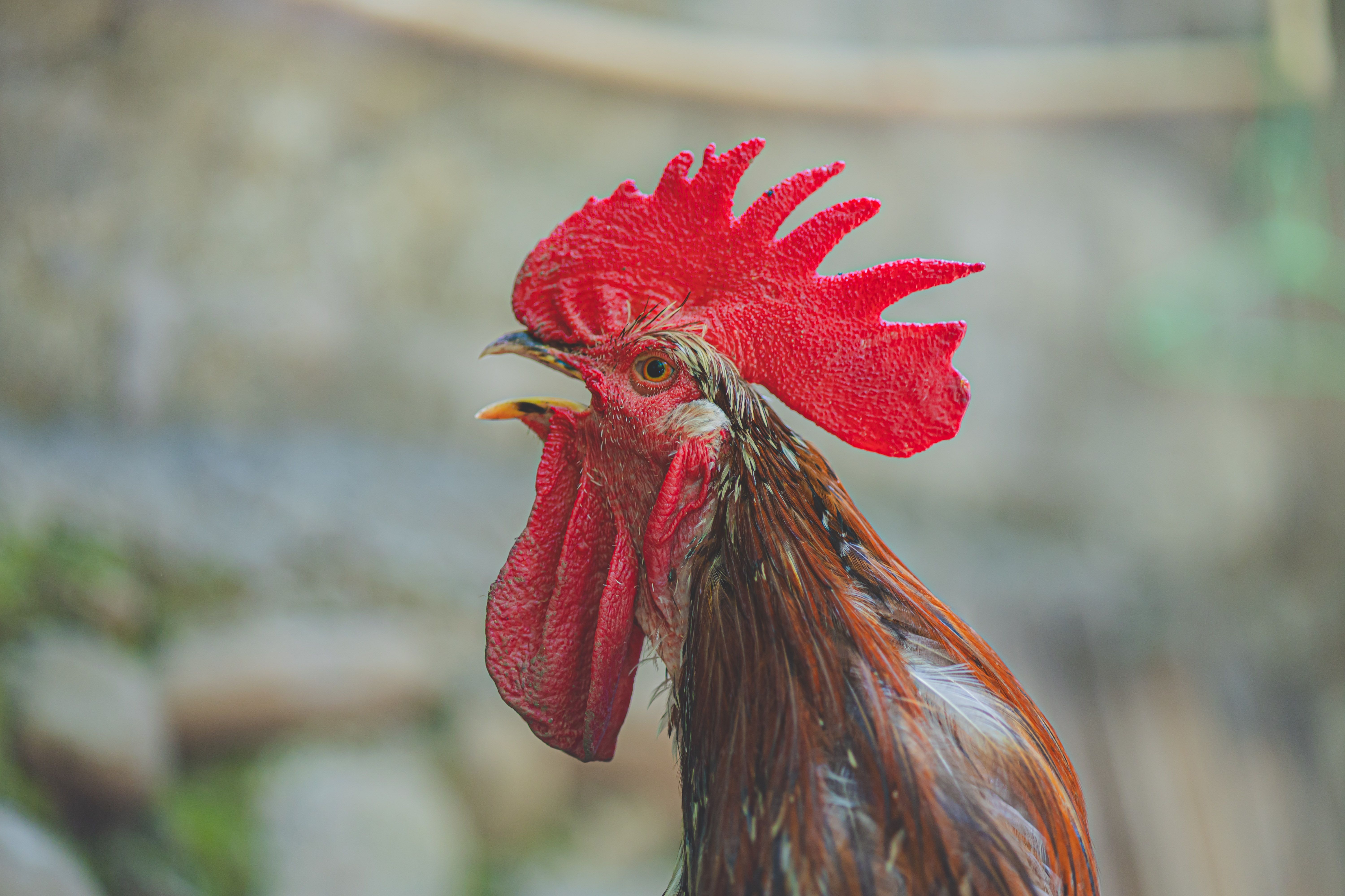 Close-Up of a Rooster with Vibrant Red Comb · Free Stock Photo