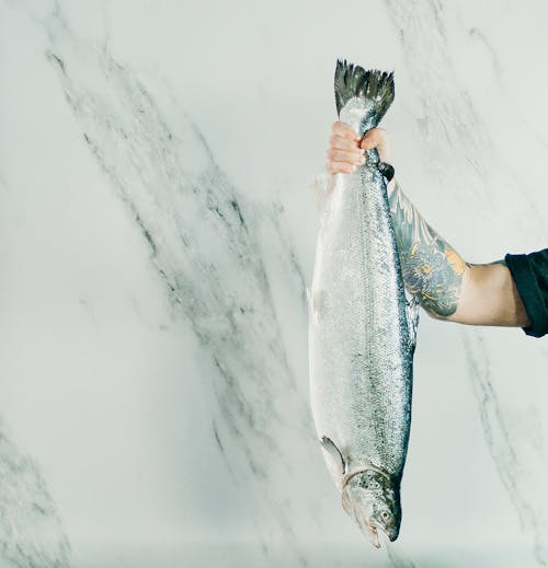 Shallow Focus Photo of Gray Fish