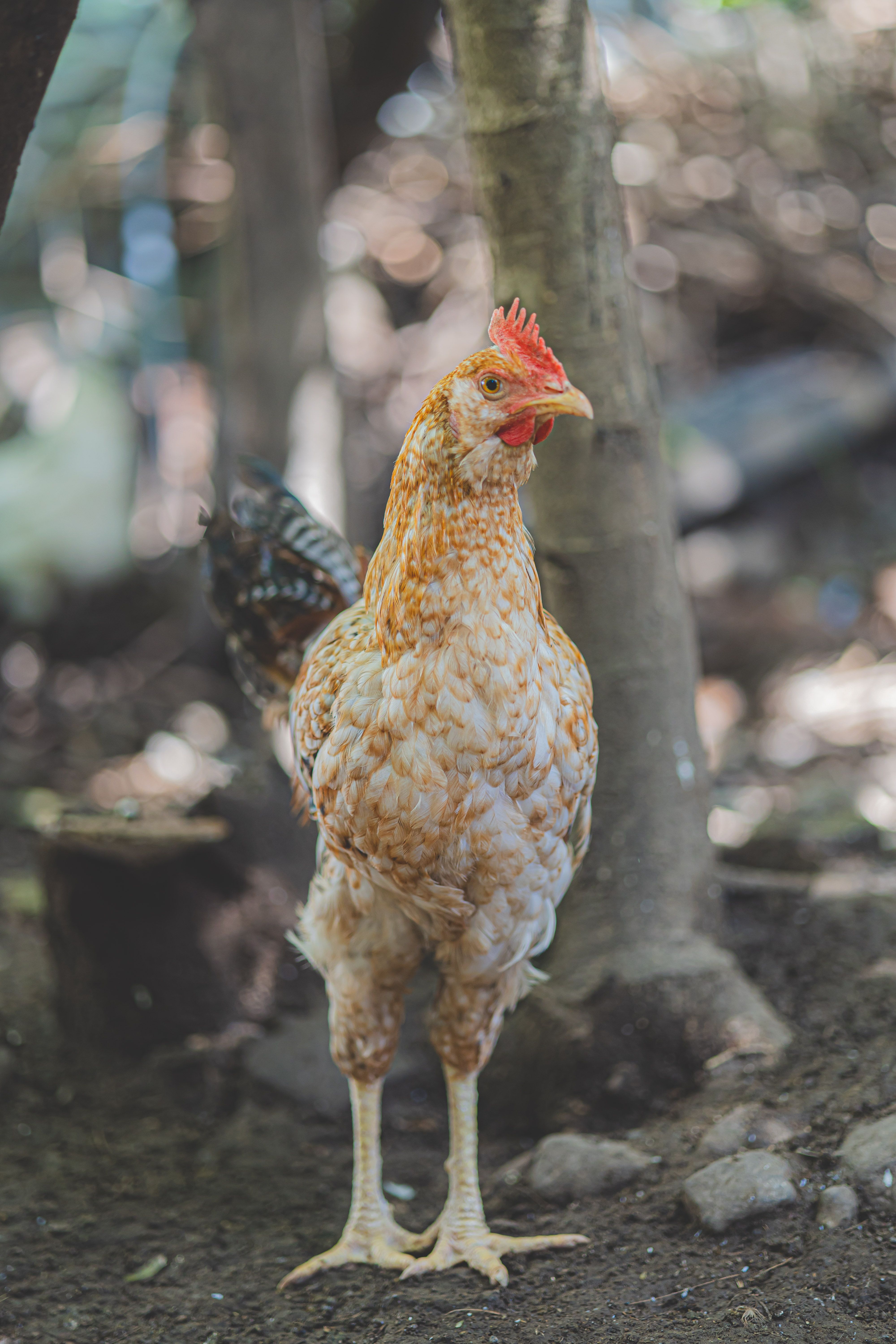 Lone Chicken Standing in Shaded Forest Clearing · Free Stock Photo