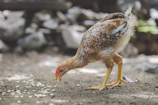 Ground Chicken
