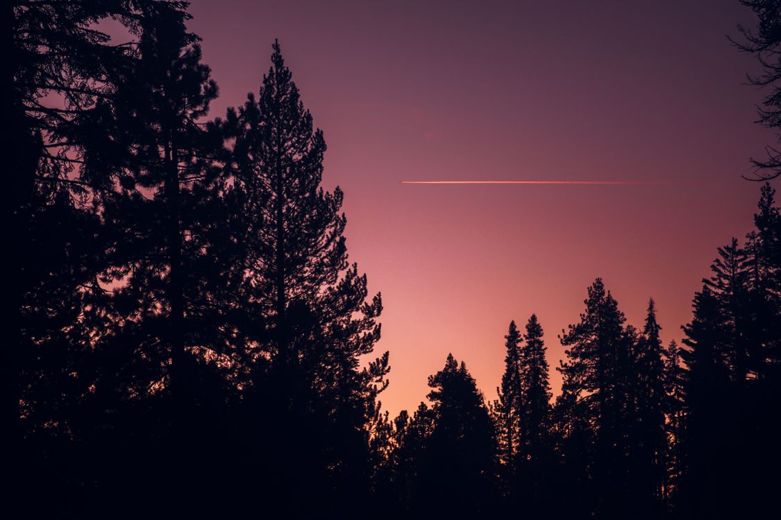 Silhouette of Trees Against a Vibrant Sunset Sky · Free Stock Photo