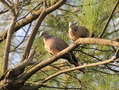 Free Two Spotted Doves perched on a tree branch, enjoying the warm sunlight. Stock Photo