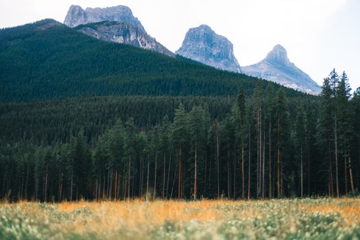 Stunning view of the Three Sisters Peaks in Canmore, framed by lush forest and open meadow.