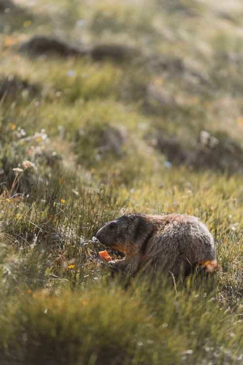Free A wild marmot enjoys a carrot in a sunny mountain meadow, showcasing nature's tranquility. Stock Photo