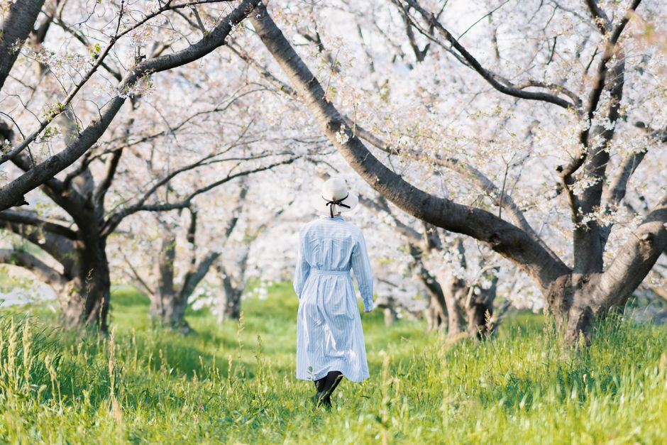 白いドレスを着た女性が春の静かな桜の果樹園を歩いています。