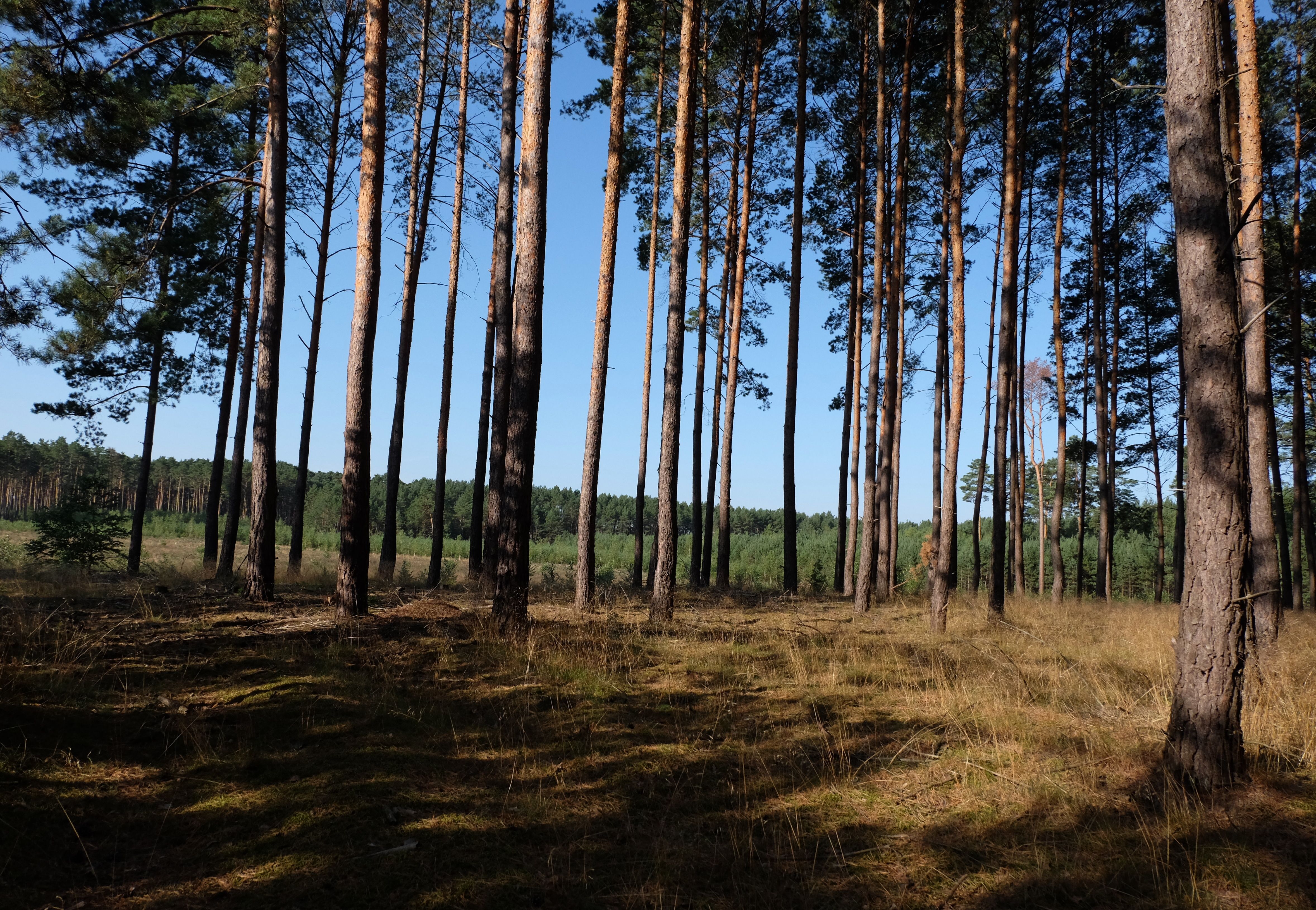 Serene Forest with Tall Pine and Birch Trees · Free Stock Photo