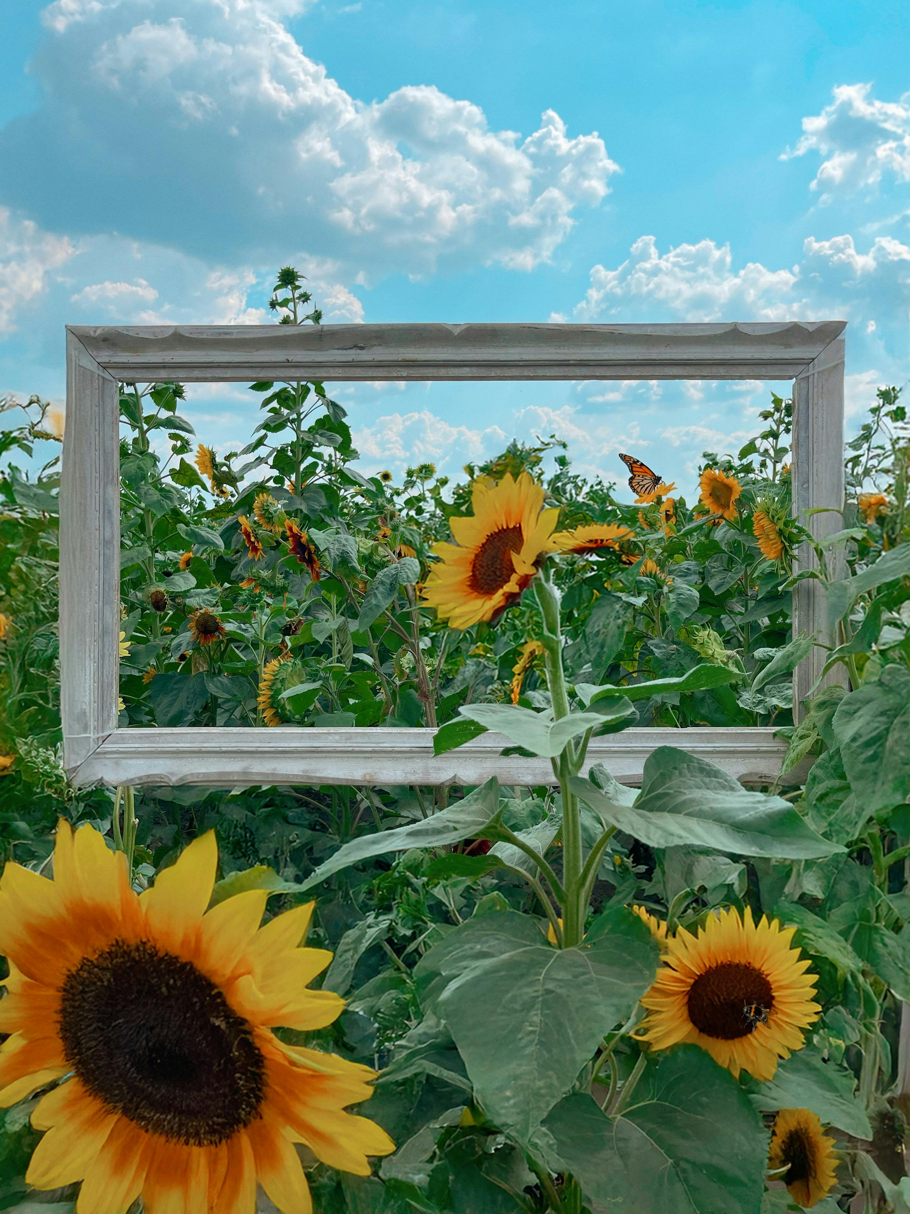 Vivid sunflower field beneath a bright blue sky framed by a rustic picture frame.