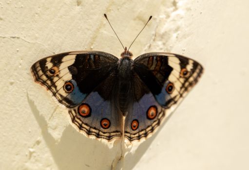 A detailed view of a Blue Pansy butterfly with vibrant colors and patterns perched on a wall.