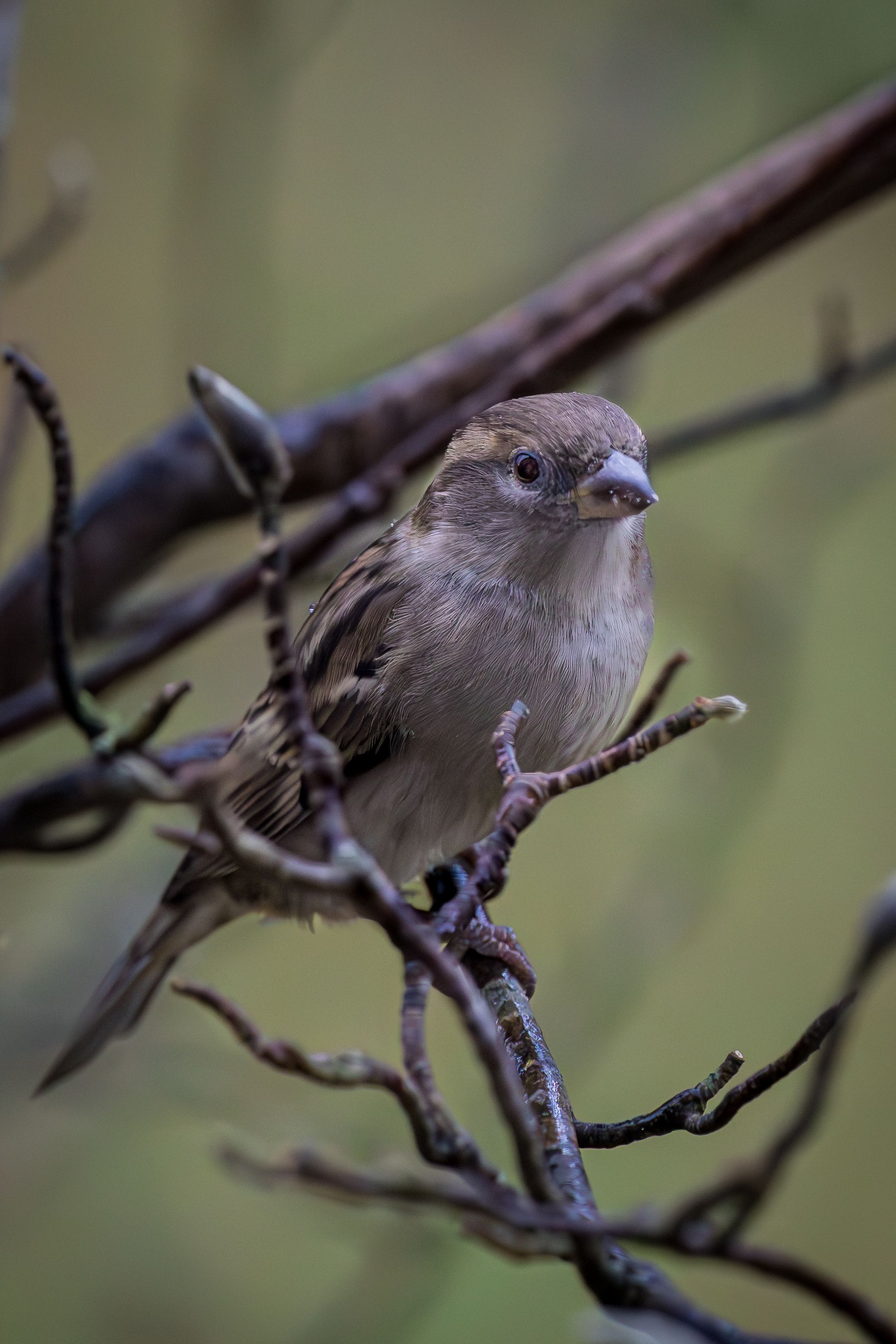Detailed photo of a house sparrow perched on a branch, capturing its natural beauty.