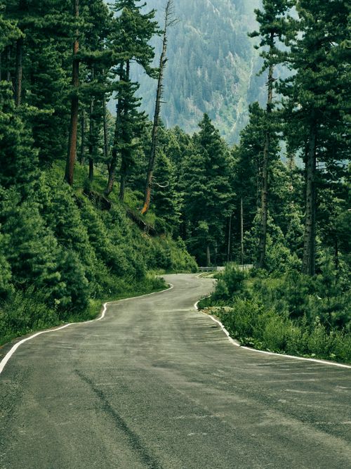 Free A winding road through a verdant pine forest in the mountains, offering a tranquil natural escape. Stock Photo
