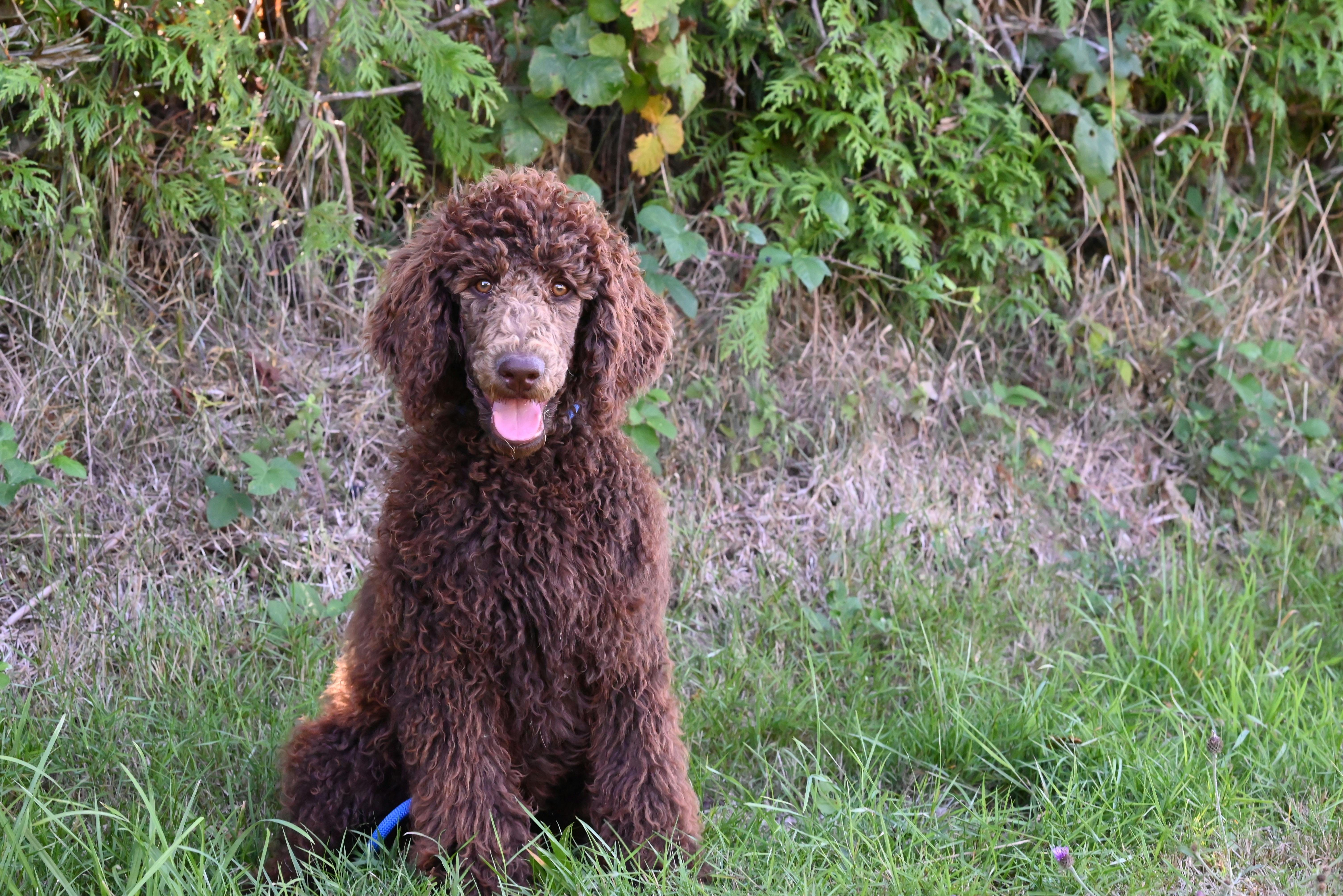 Potential threats to pet health in your own yard - Herald-Standard — Photo by JacLou- DL on Pexels