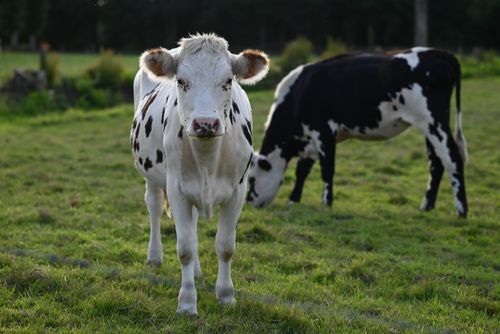 Free Two Holstein cows grazing on a green pasture on a sunny day, showcasing rural farm life. Stock Photo