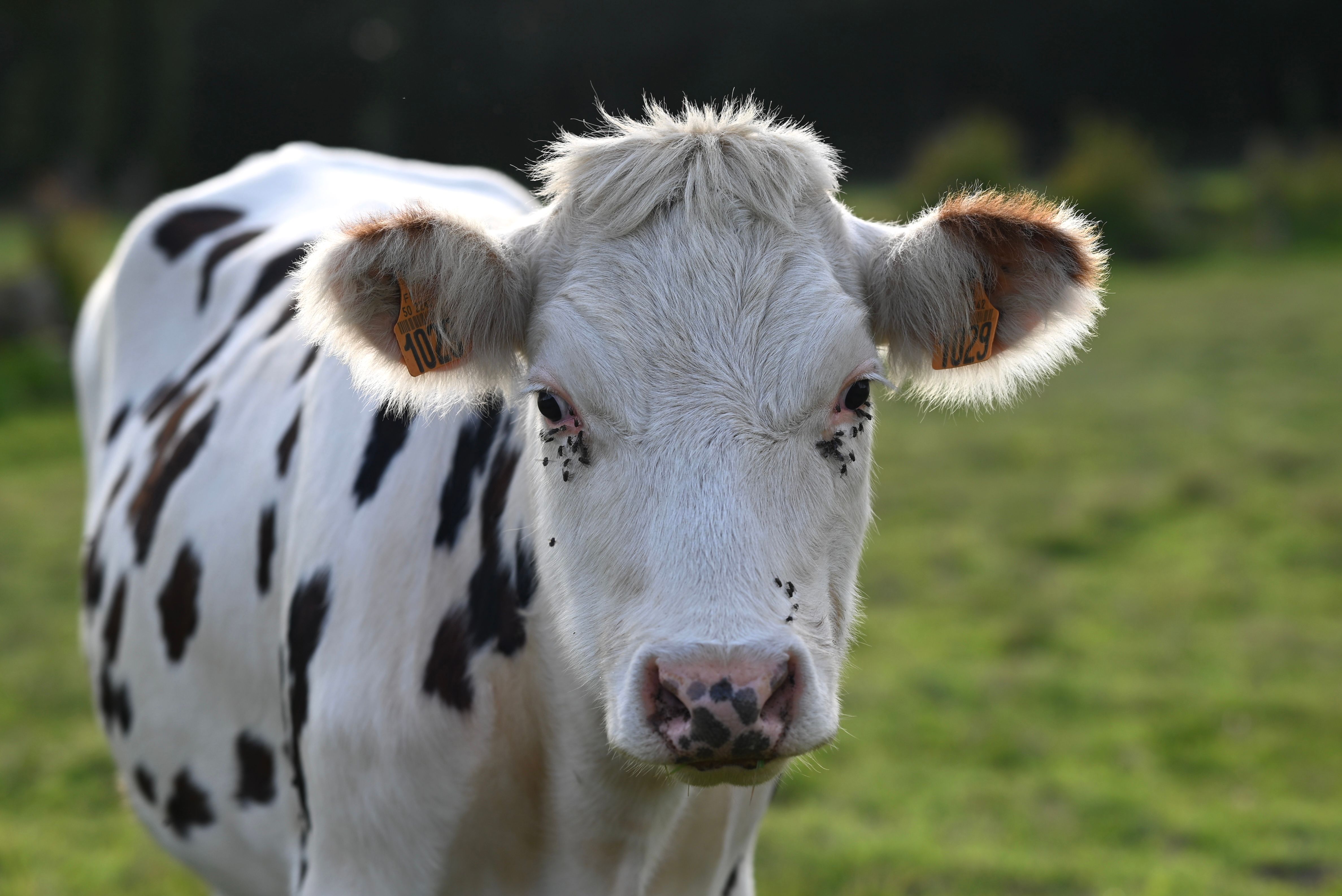 Close-up Portrait of a Black and White Dairy Cow · Free Stock Photo