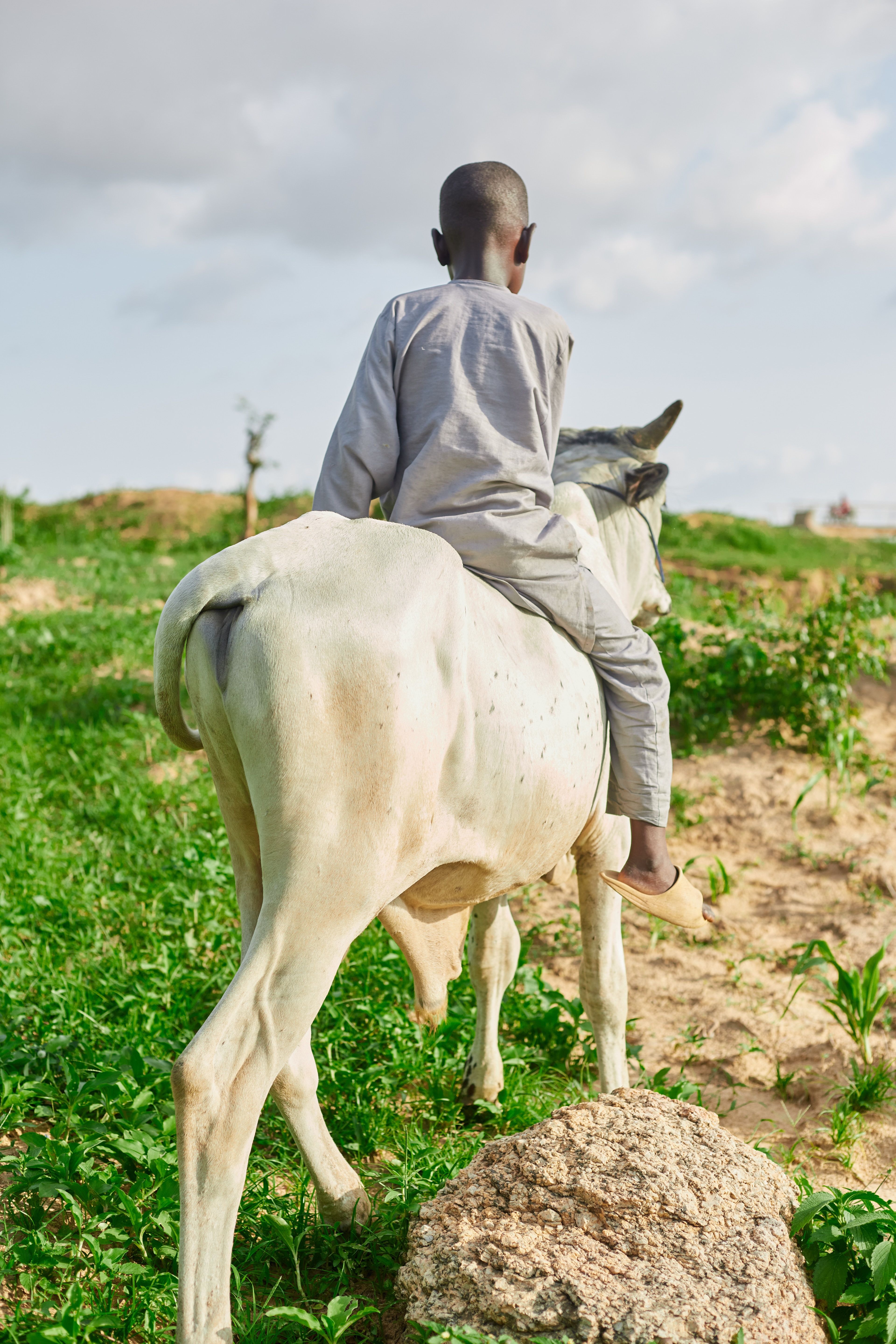 Child Riding a White Cow in Green Field · Free Stock Photo