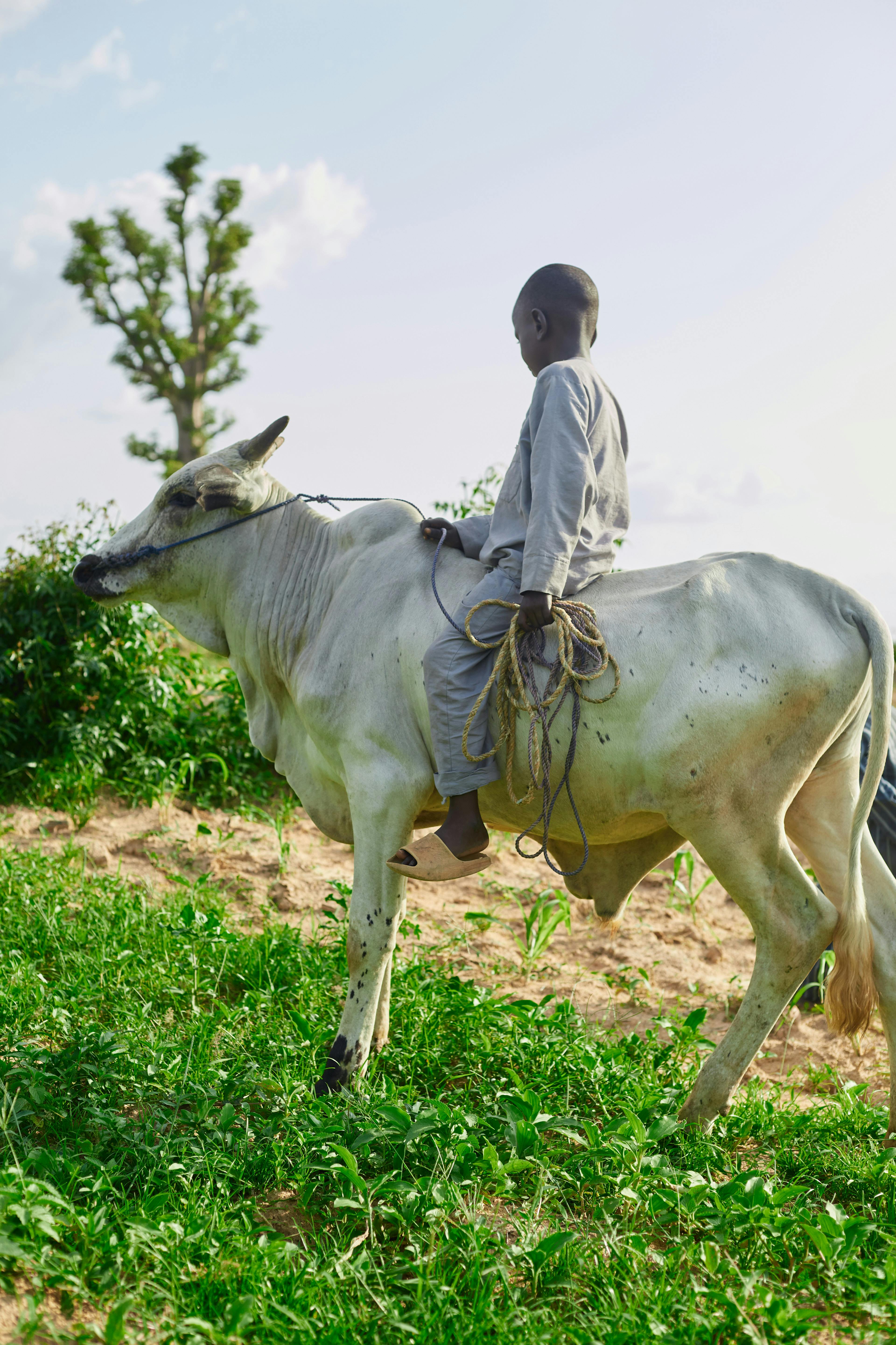 Free A child rides a bull in a grassy field during daylight, capturing a peaceful rural scene. Stock Photo