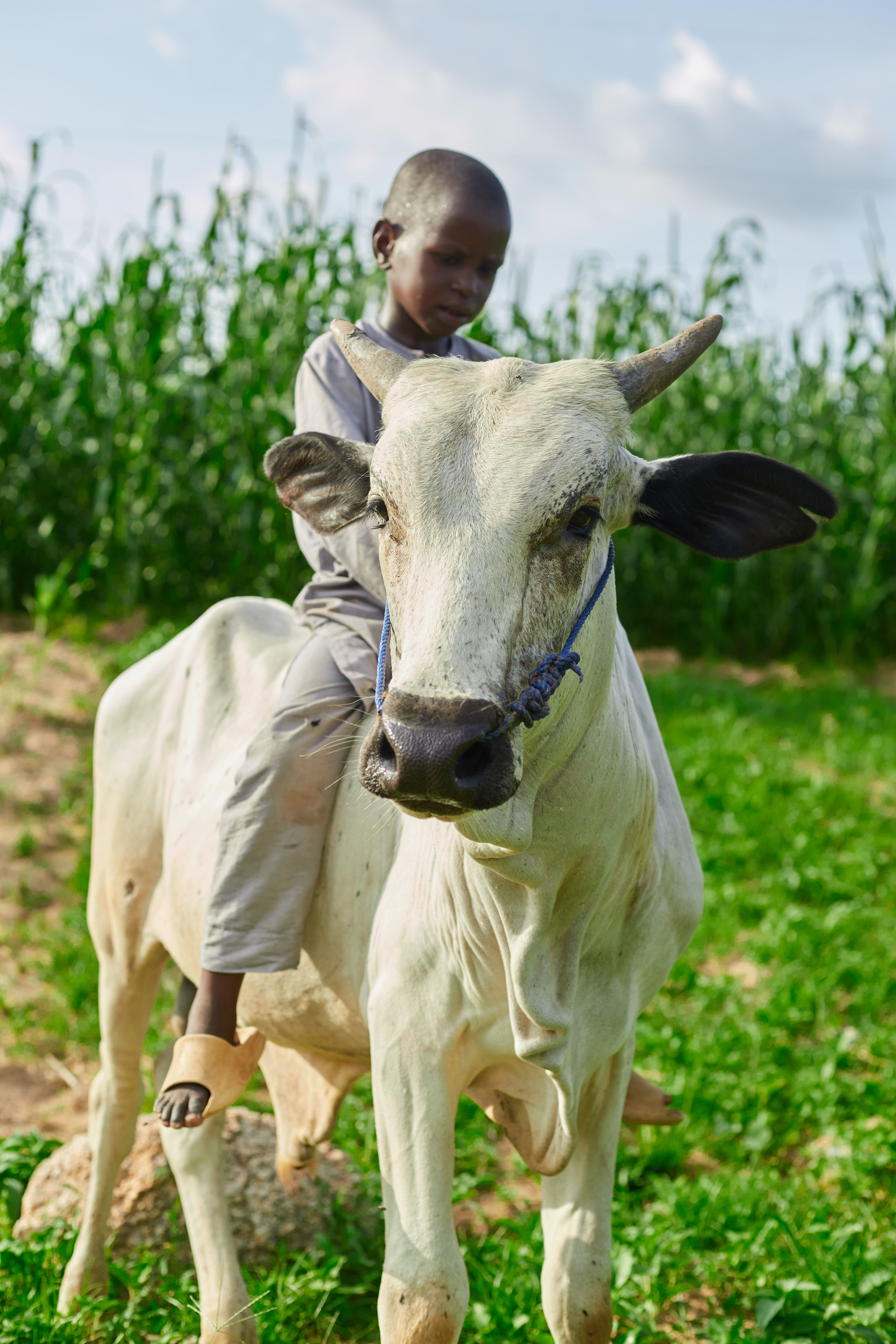Boy Riding a Bull in a Green Field · Free Stock Photo